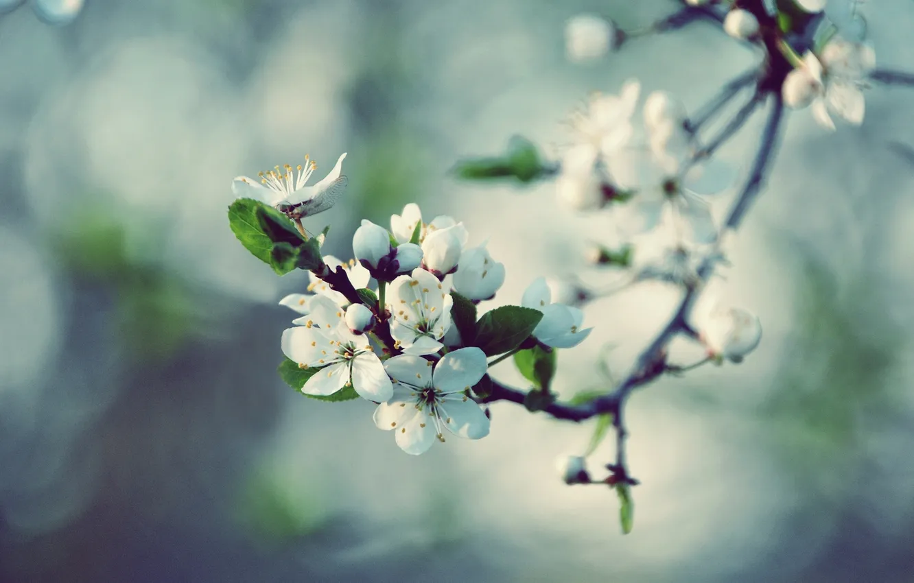 Photo wallpaper macro, flowers, nature, cherry, glare, branch, spring, petals