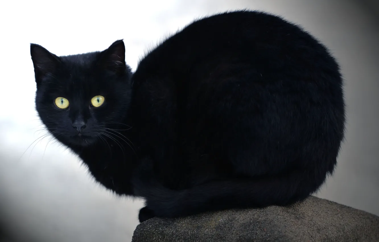 Photo wallpaper cat, look, stone, black cat