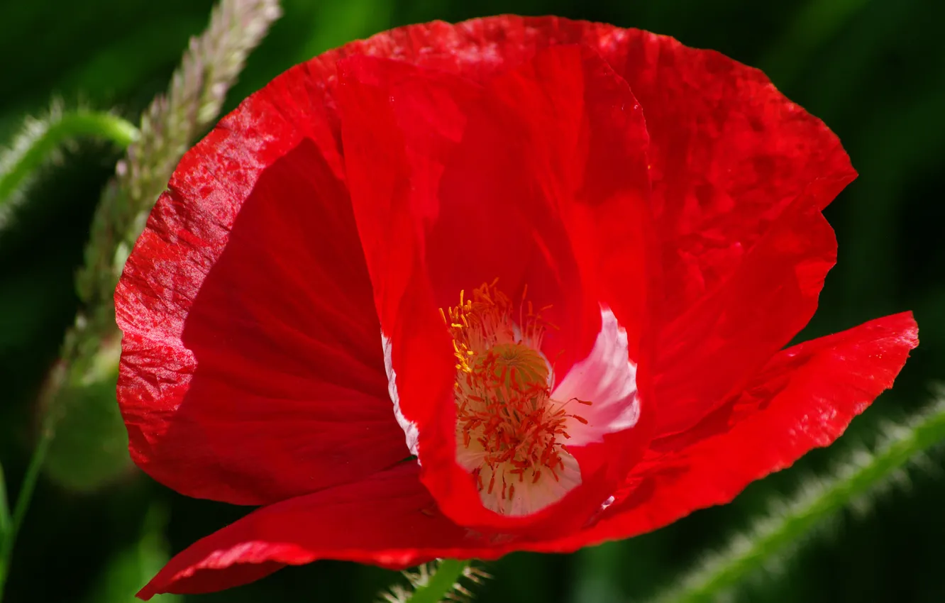 Photo wallpaper flowers, Mac, petals