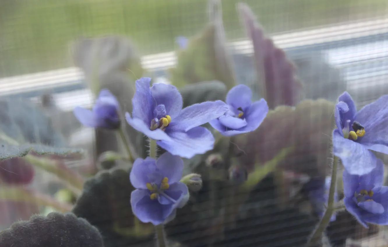 Photo wallpaper macro, flowers, violet