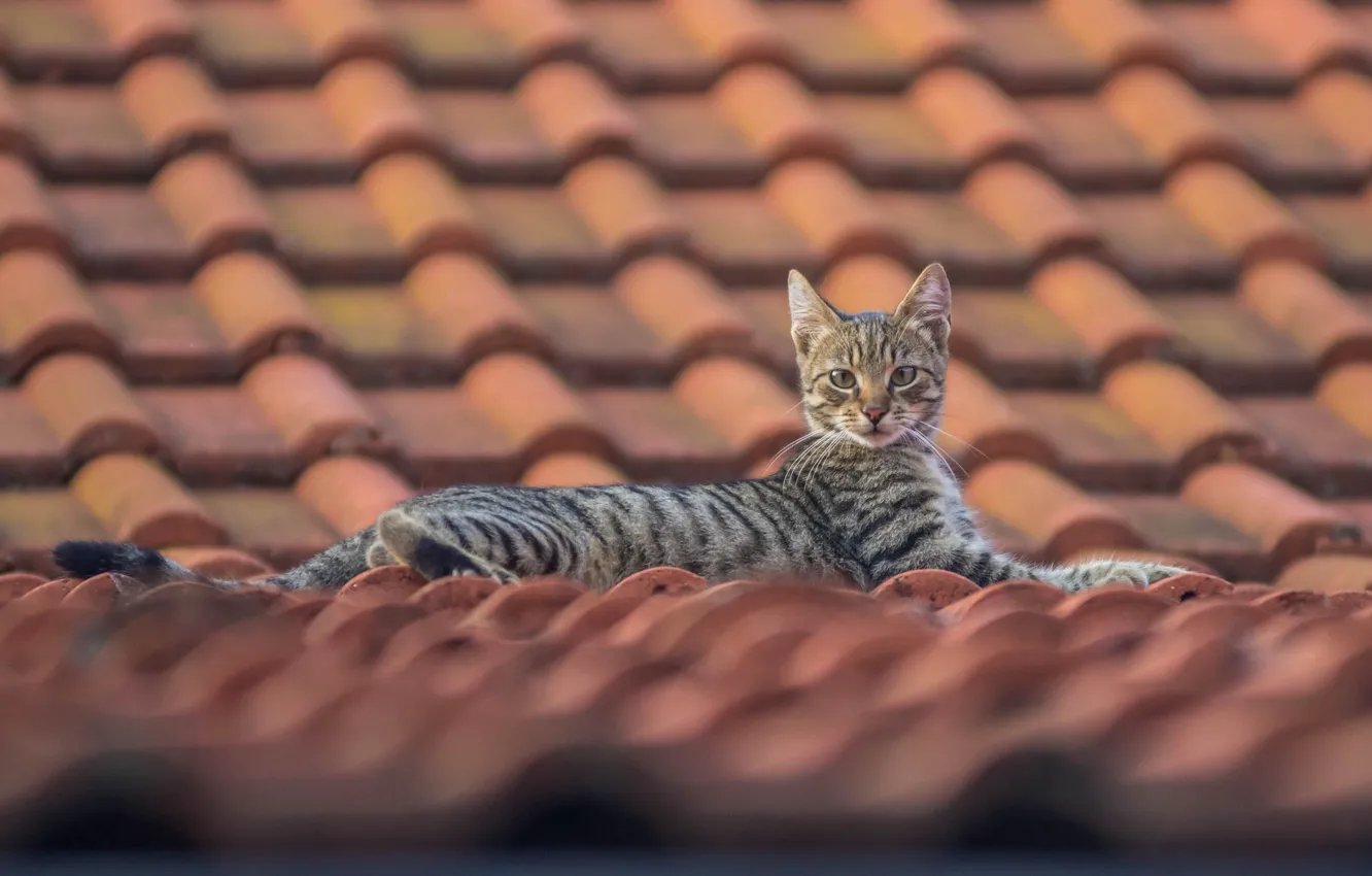 Photo wallpaper roof, cat, look, kitty, tile, on the roof