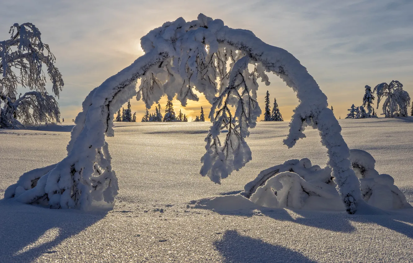 Photo wallpaper winter, snow, trees, arch, Sweden, Sweden, Lapland, Lapland