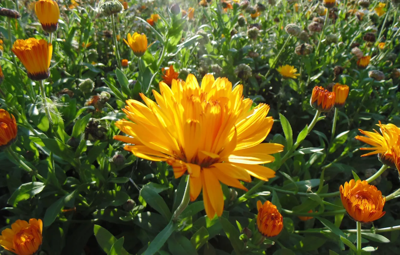 Photo wallpaper summer, flowers, calendula