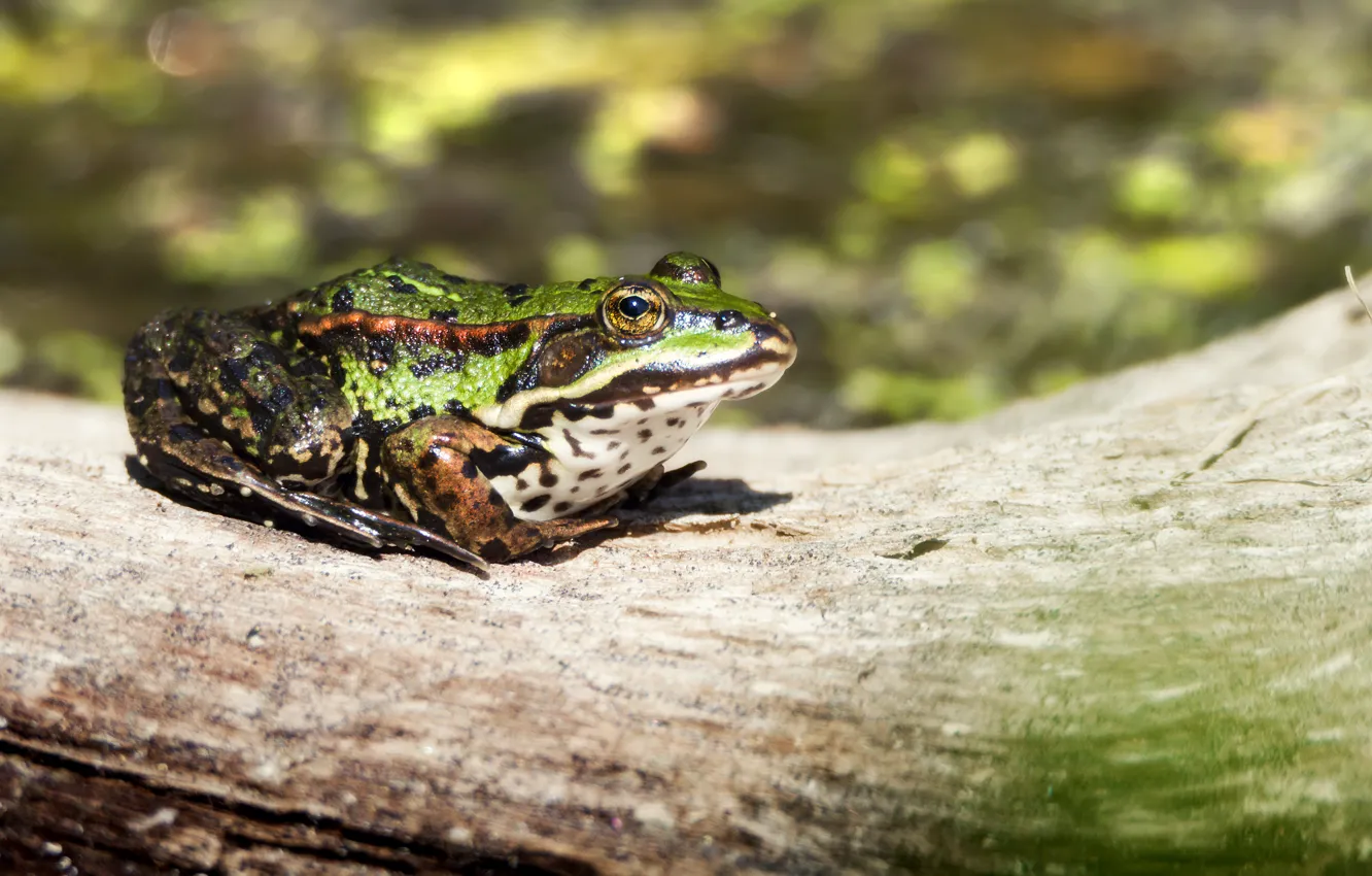 Photo wallpaper frog, log, green
