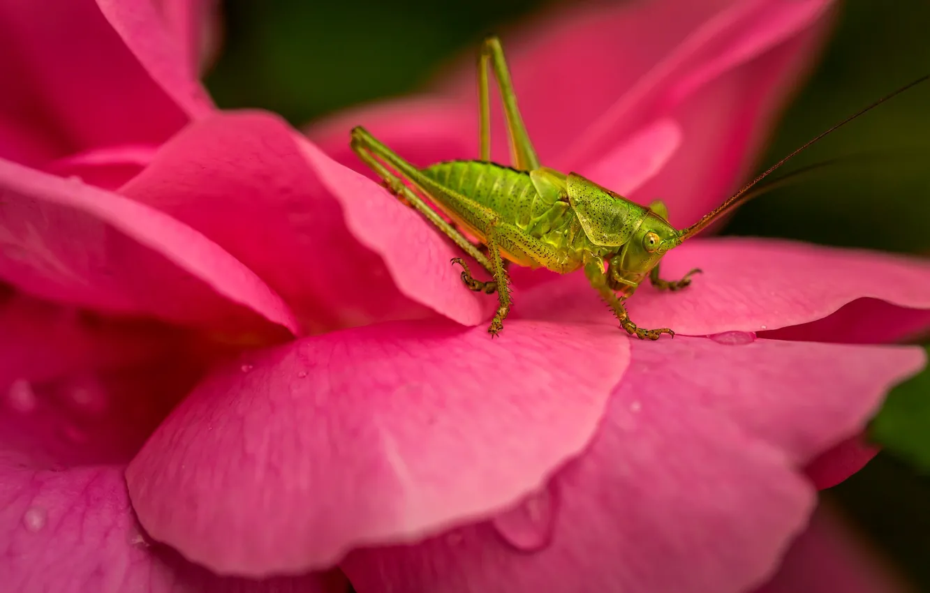 Photo wallpaper drops, macro, flowers, nature, green, plant, petals, insect