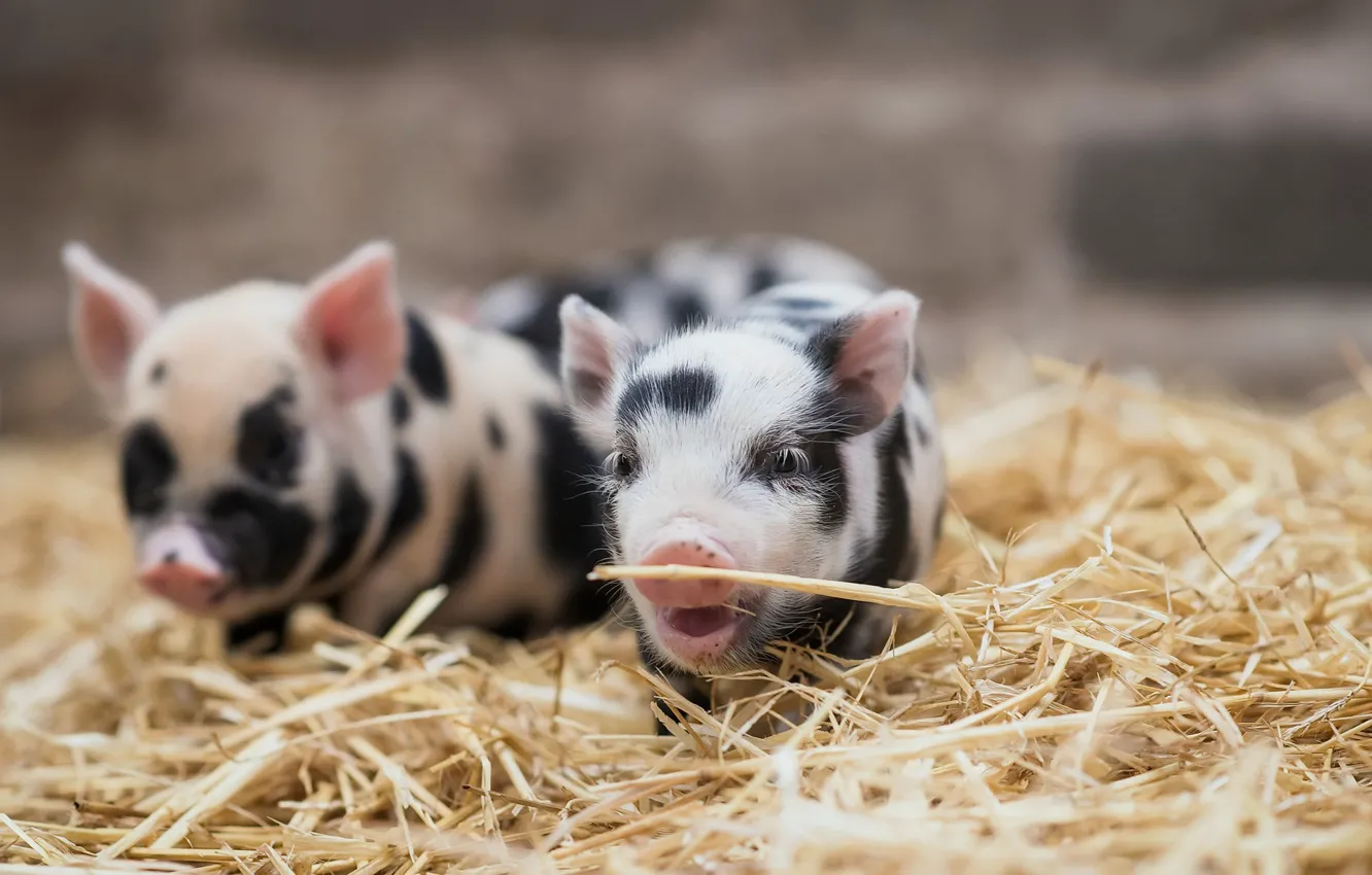 Photo wallpaper background, animal, pig