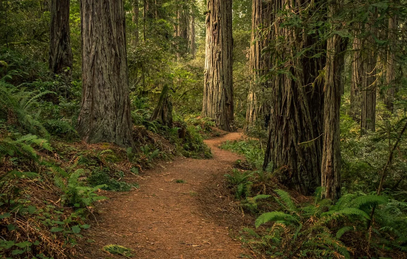 Photo wallpaper forest, trees, nature, path