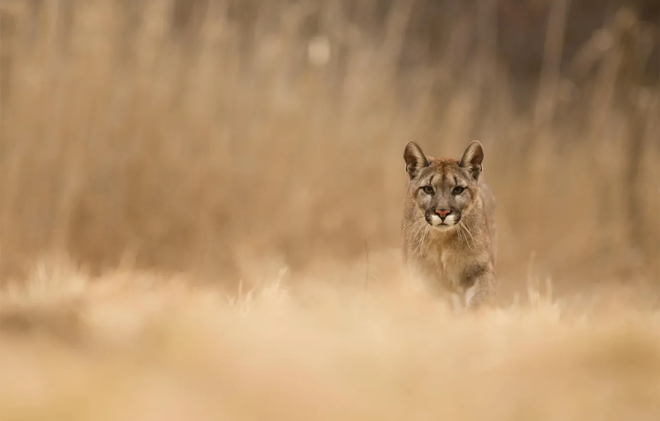 Photo wallpaper grass, nature, animal, predator, Puma