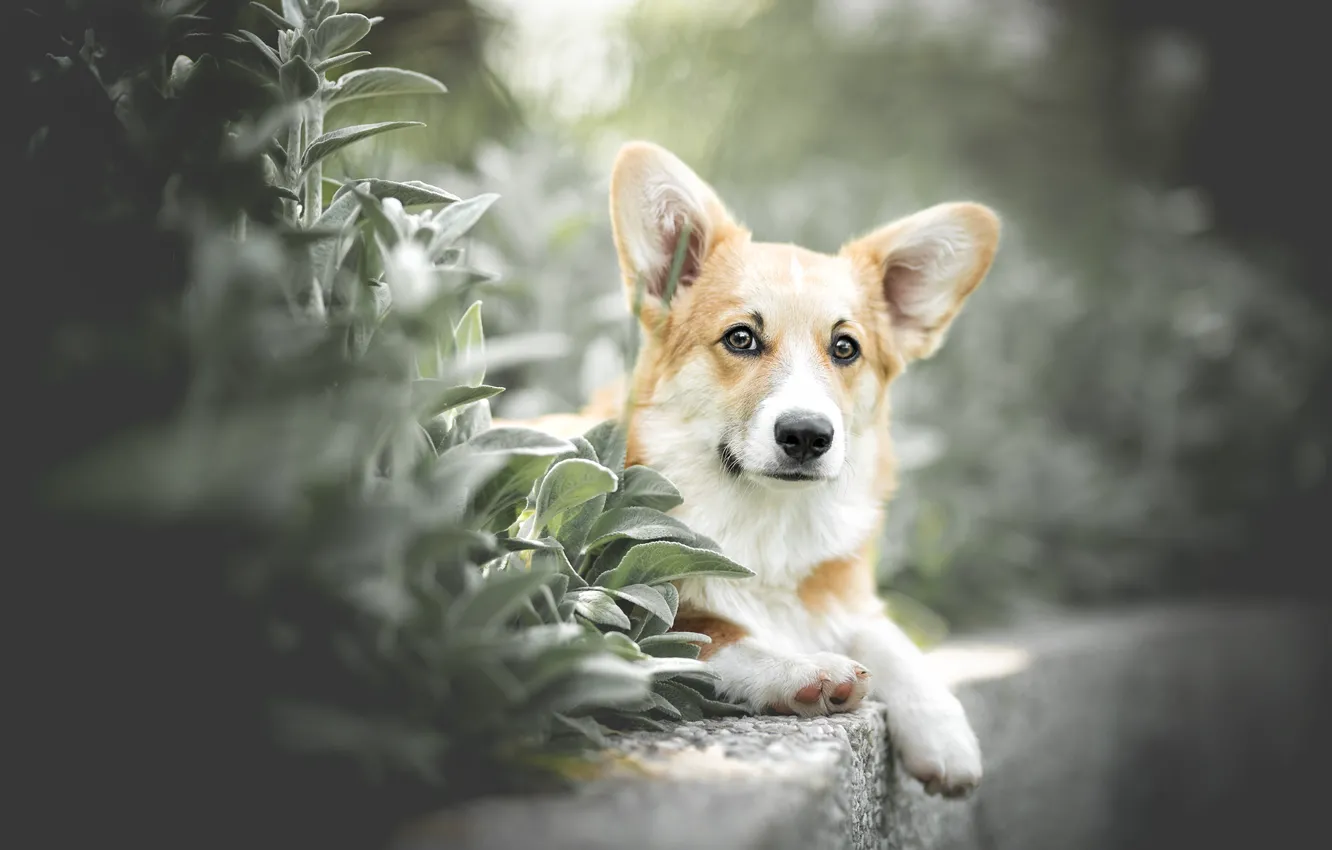 Photo wallpaper look, leaves, nature, pose, portrait, legs, dog, lies