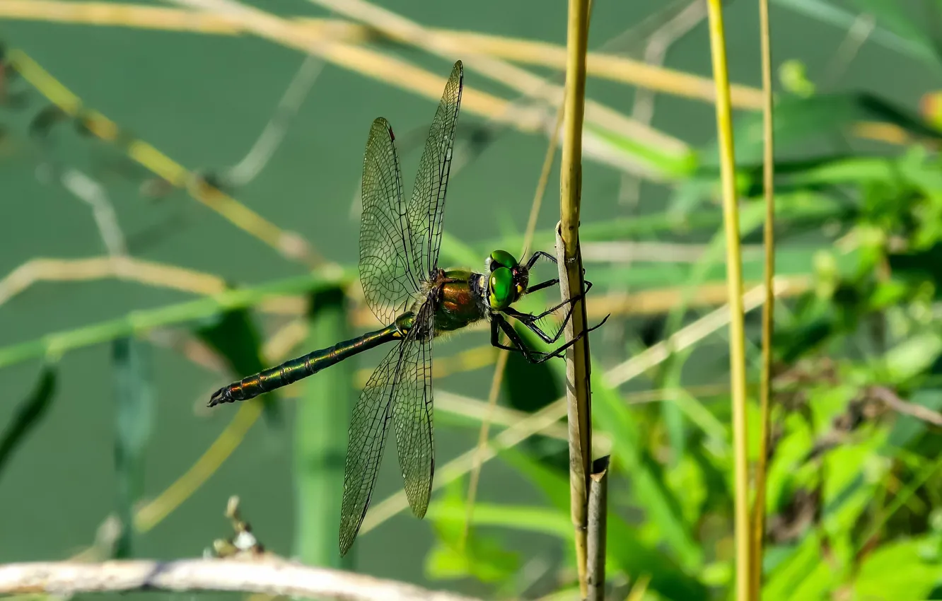 Photo wallpaper nature, dragonfly, insect