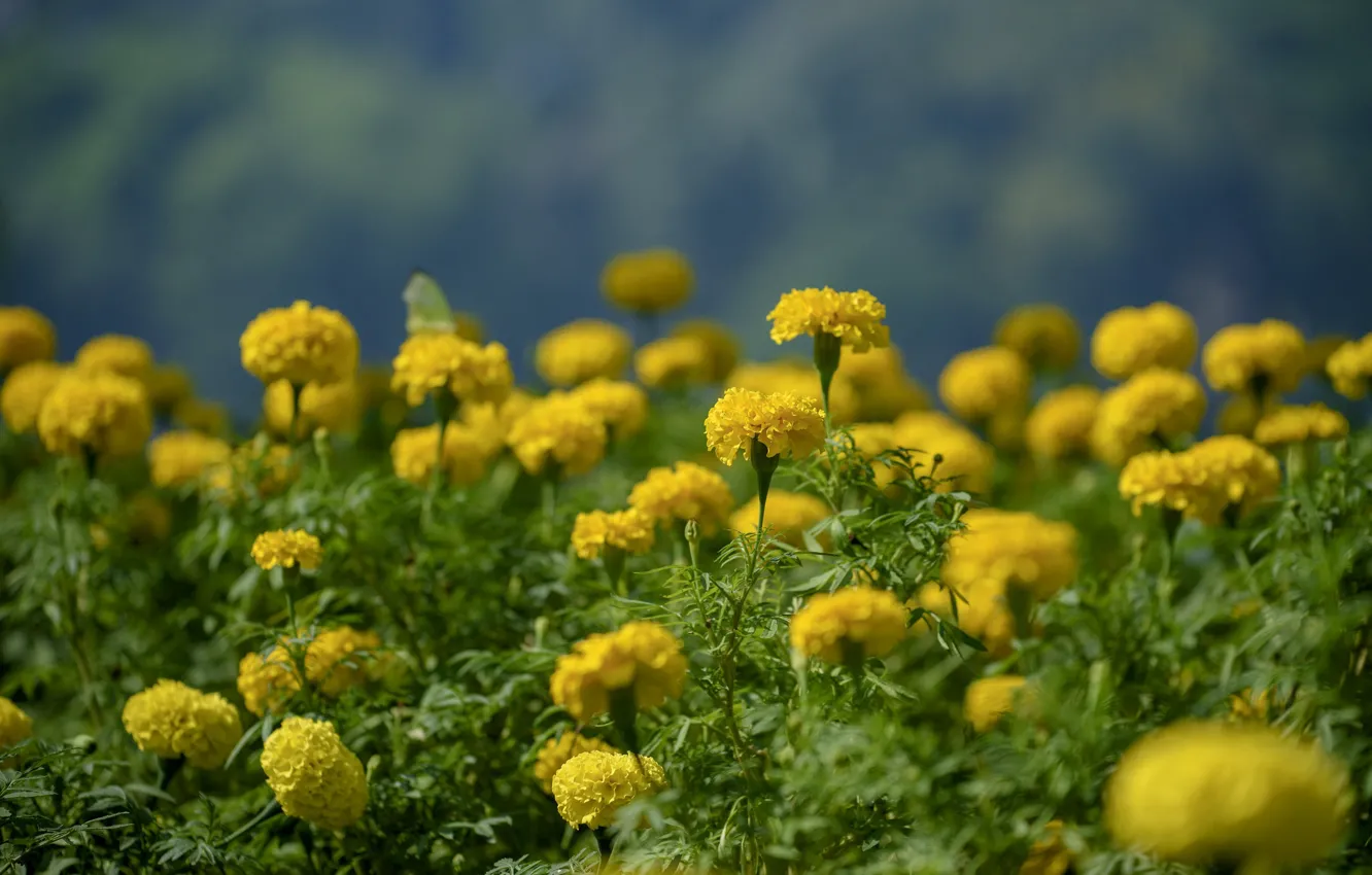 Photo wallpaper flowers, yellow, nature, flowering, marigolds