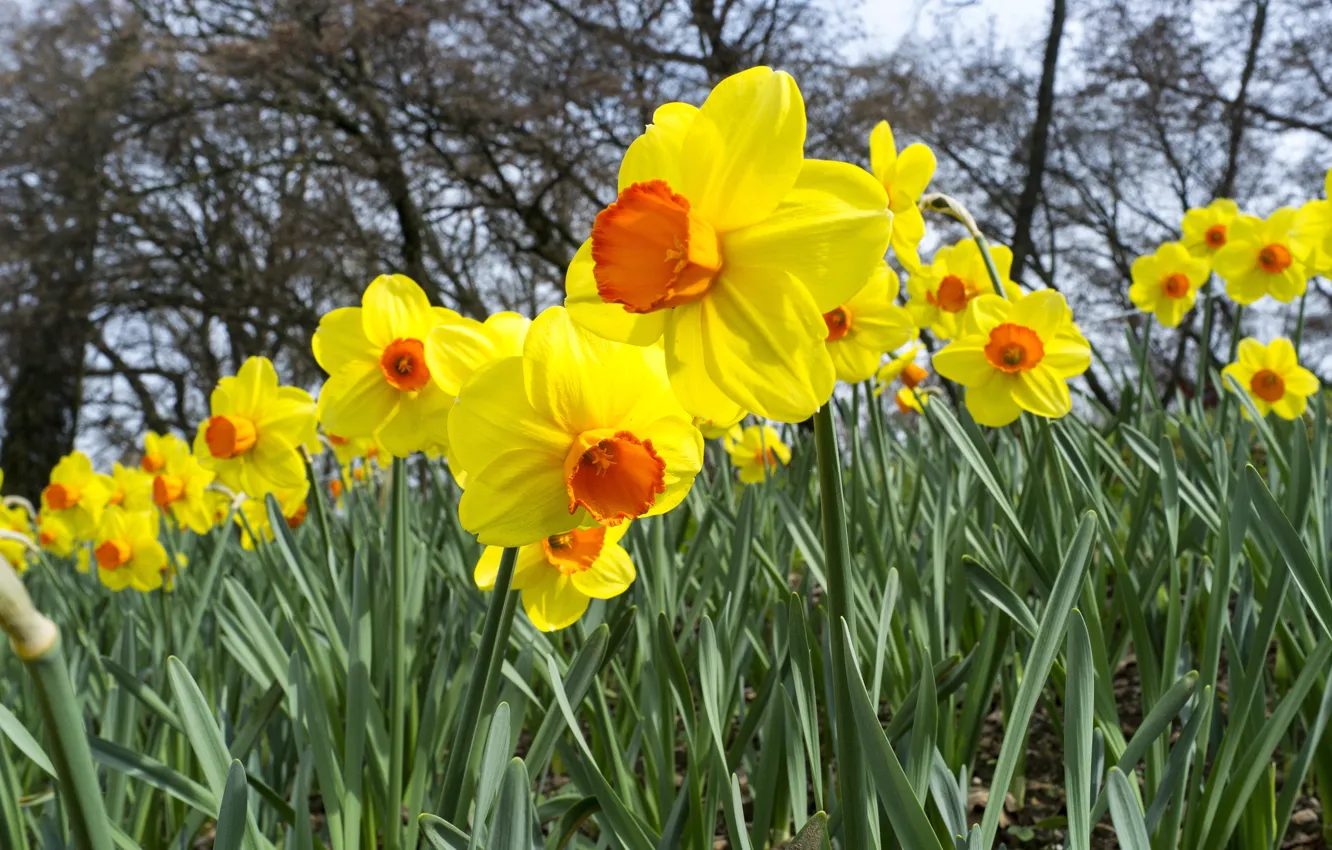 Photo wallpaper flowers, spring, yellow, garden, flowerbed, daffodils