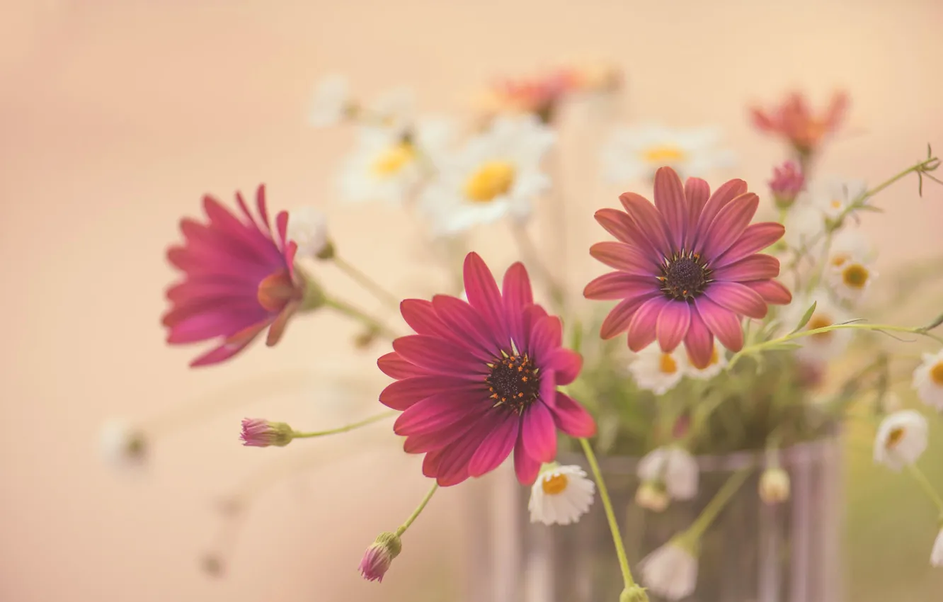 Photo wallpaper flowers, chamomile, Osteospermum