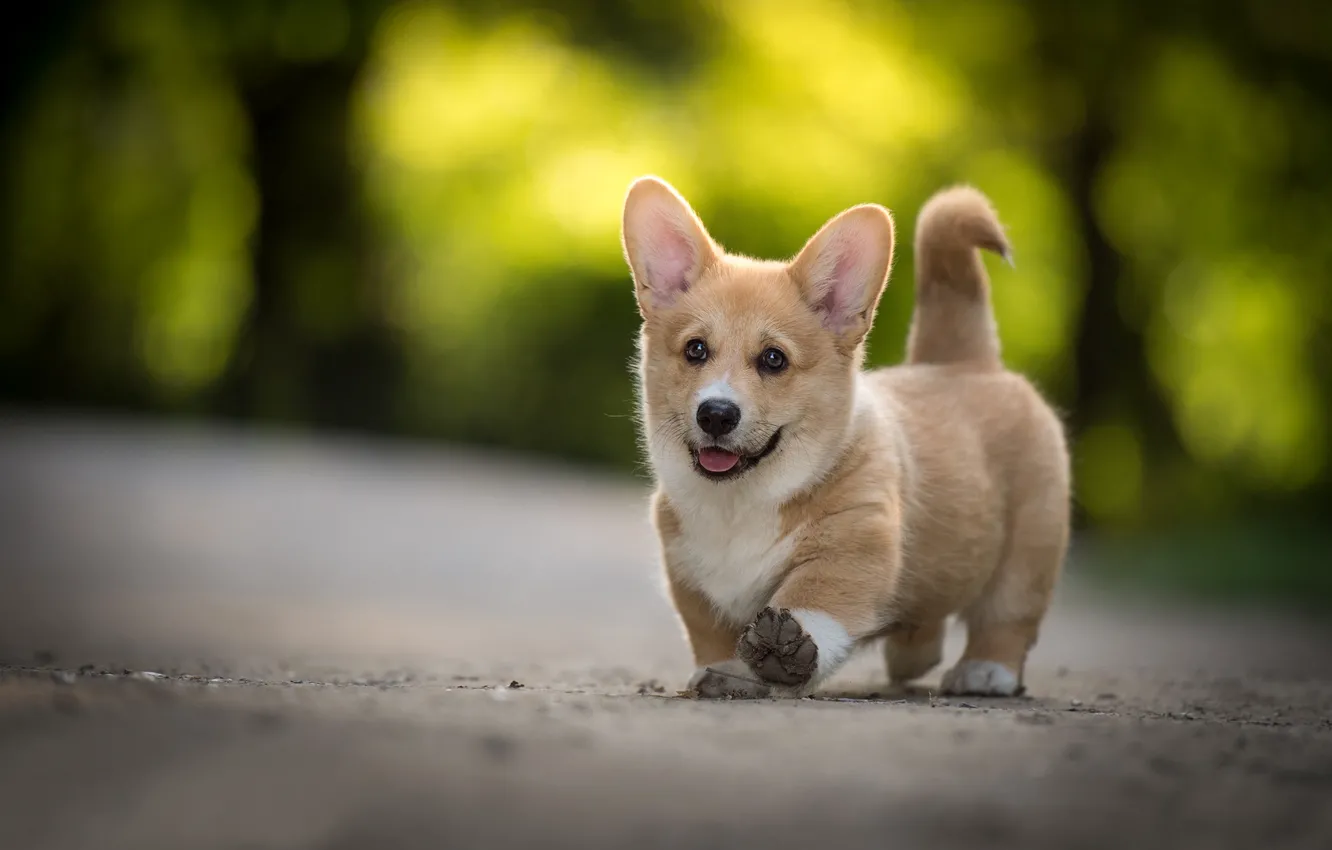 Photo wallpaper puppy, doggie, Welsh Corgi