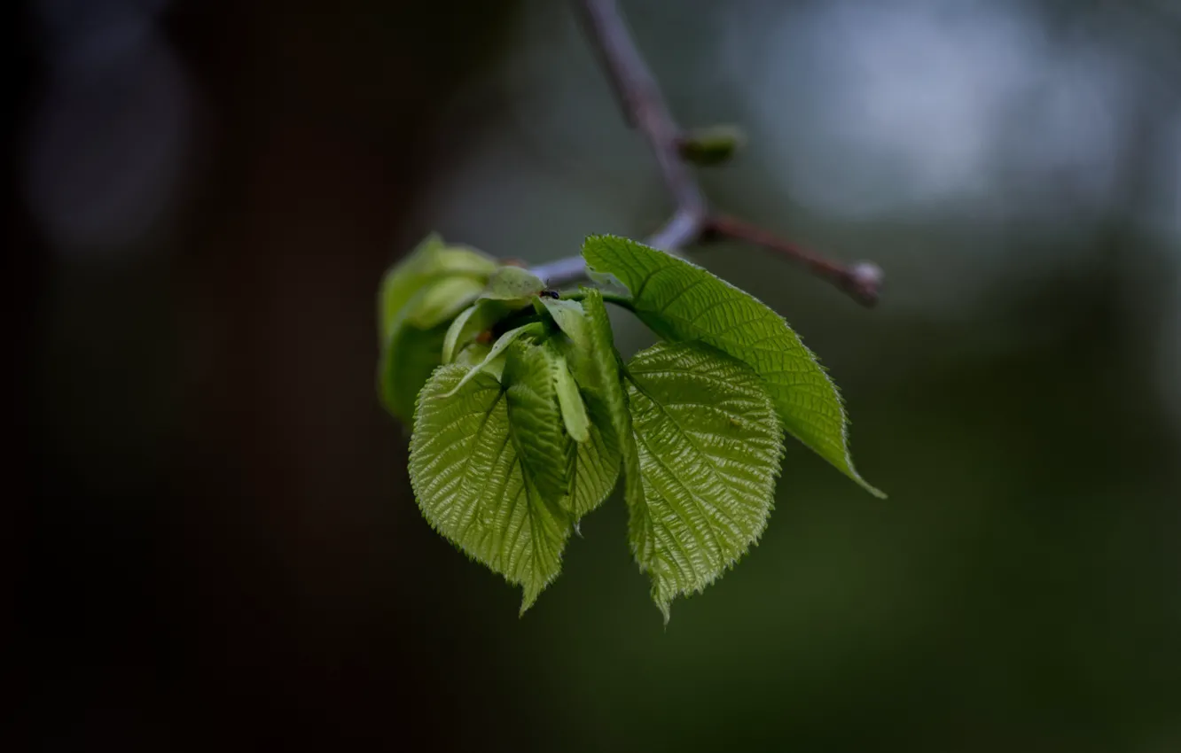 Photo wallpaper leaves, branch, blur