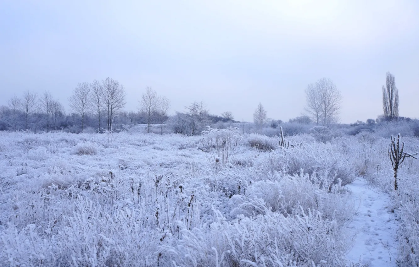 Photo wallpaper white, field, winter, cold