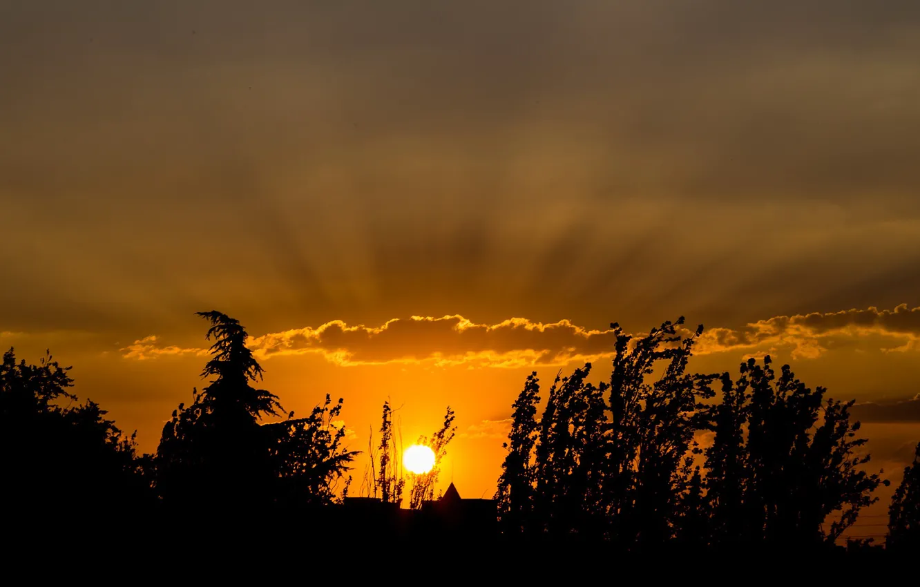 Photo wallpaper the sun, sunset, nature, silhouette