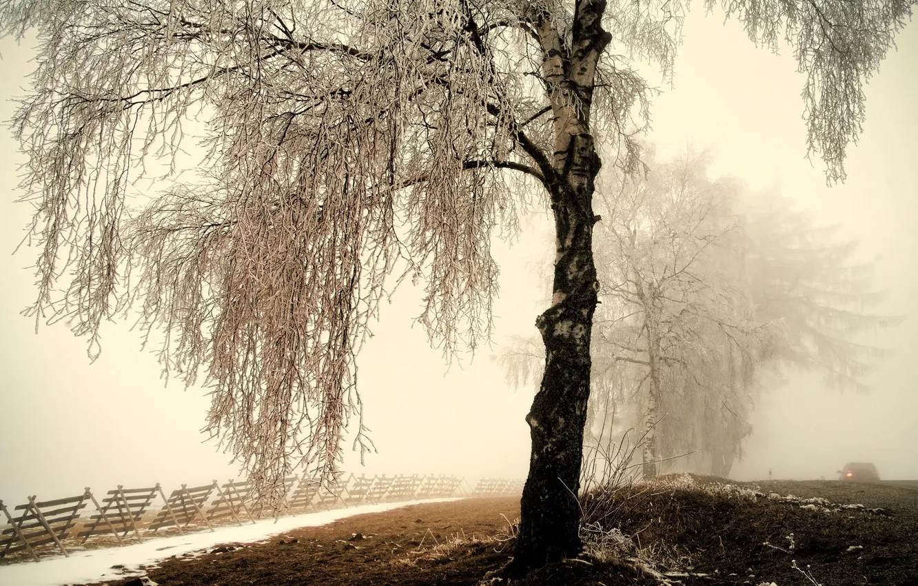 Photo wallpaper winter, frost, road, snow, fog, tree, birch, fence