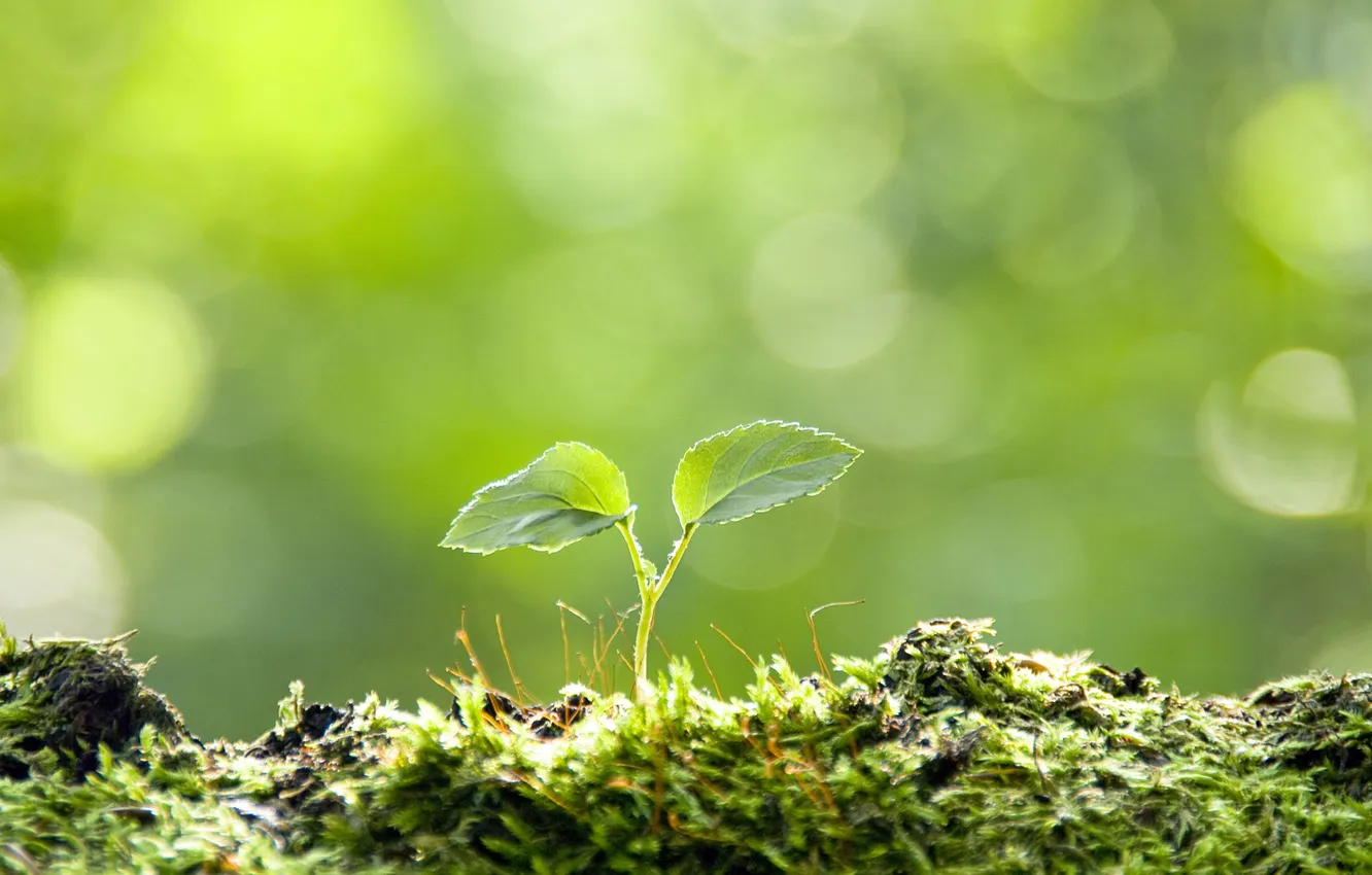 Photo wallpaper forest, Rostock, moss