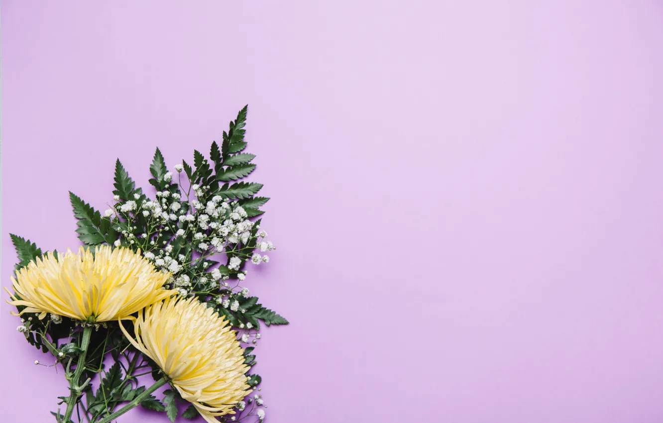 Photo wallpaper greens, flowers, background, chrysanthemum