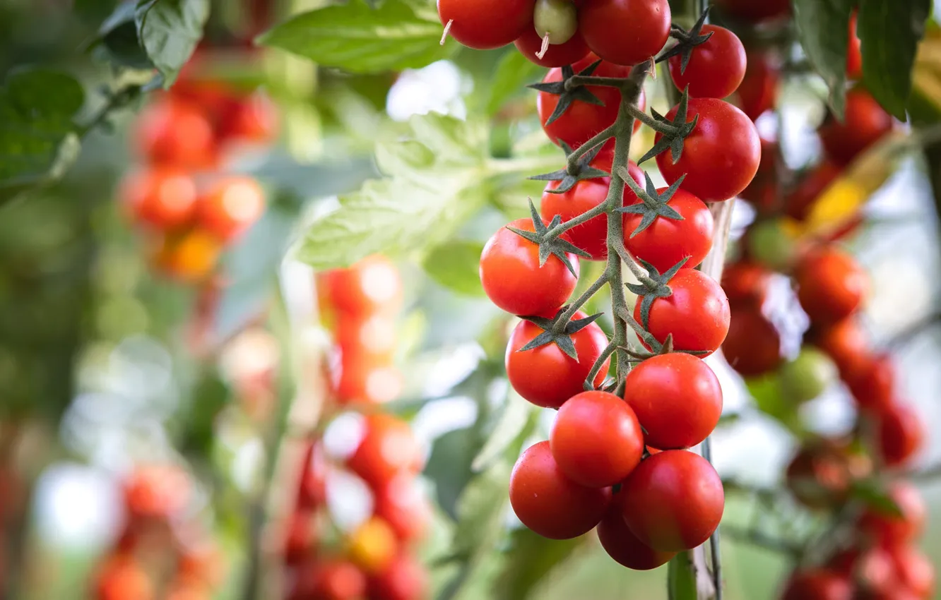 Photo wallpaper leaves, macro, branches, red, fruit, the beds, tomatoes, tomatoes