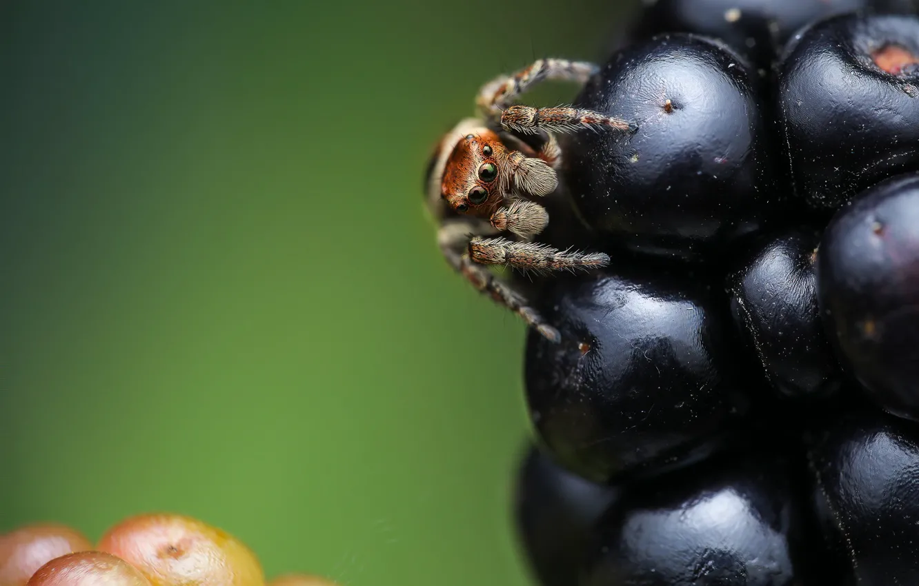 Photo wallpaper look, macro, pose, berries, spider, BlackBerry, bokeh, jumper
