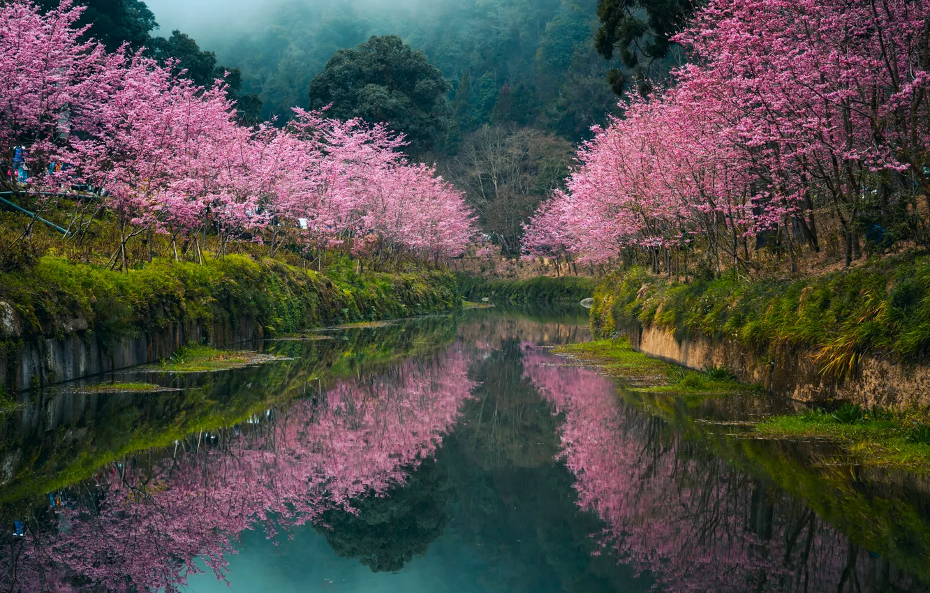 Photo wallpaper grass, forest, trees, landscape, nature, water, mountains, cherry blossom