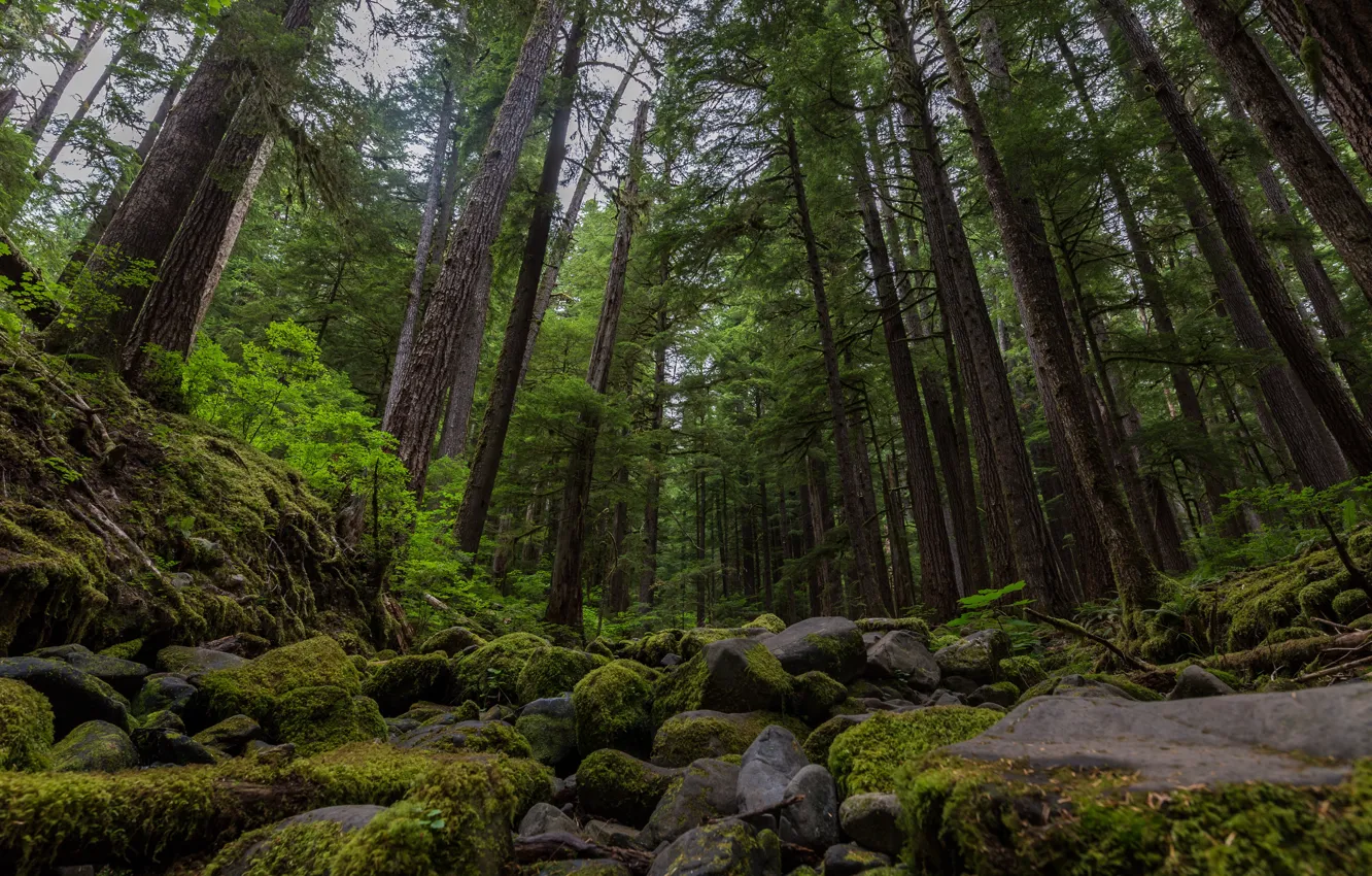 Photo wallpaper forest, trees, nature, stones, moss, USA, USA, Washington