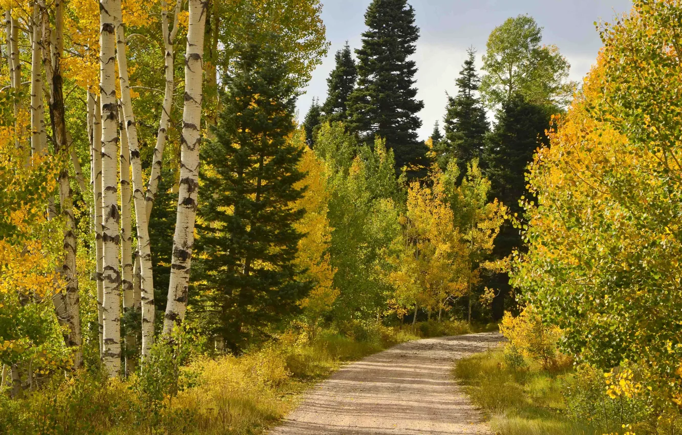 Photo wallpaper road, autumn, forest, Colorado, Junction creek