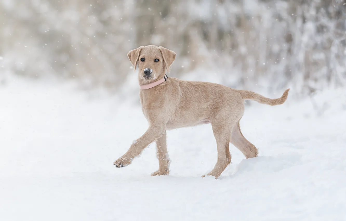 Photo wallpaper winter, snow, dog, puppy