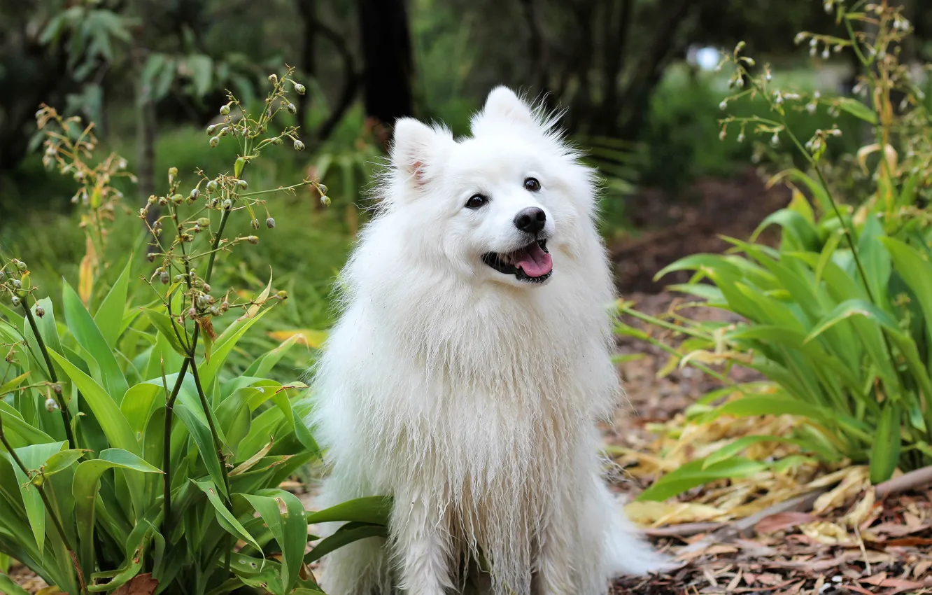 Photo wallpaper white, look, nature, dog, sitting, Spitz