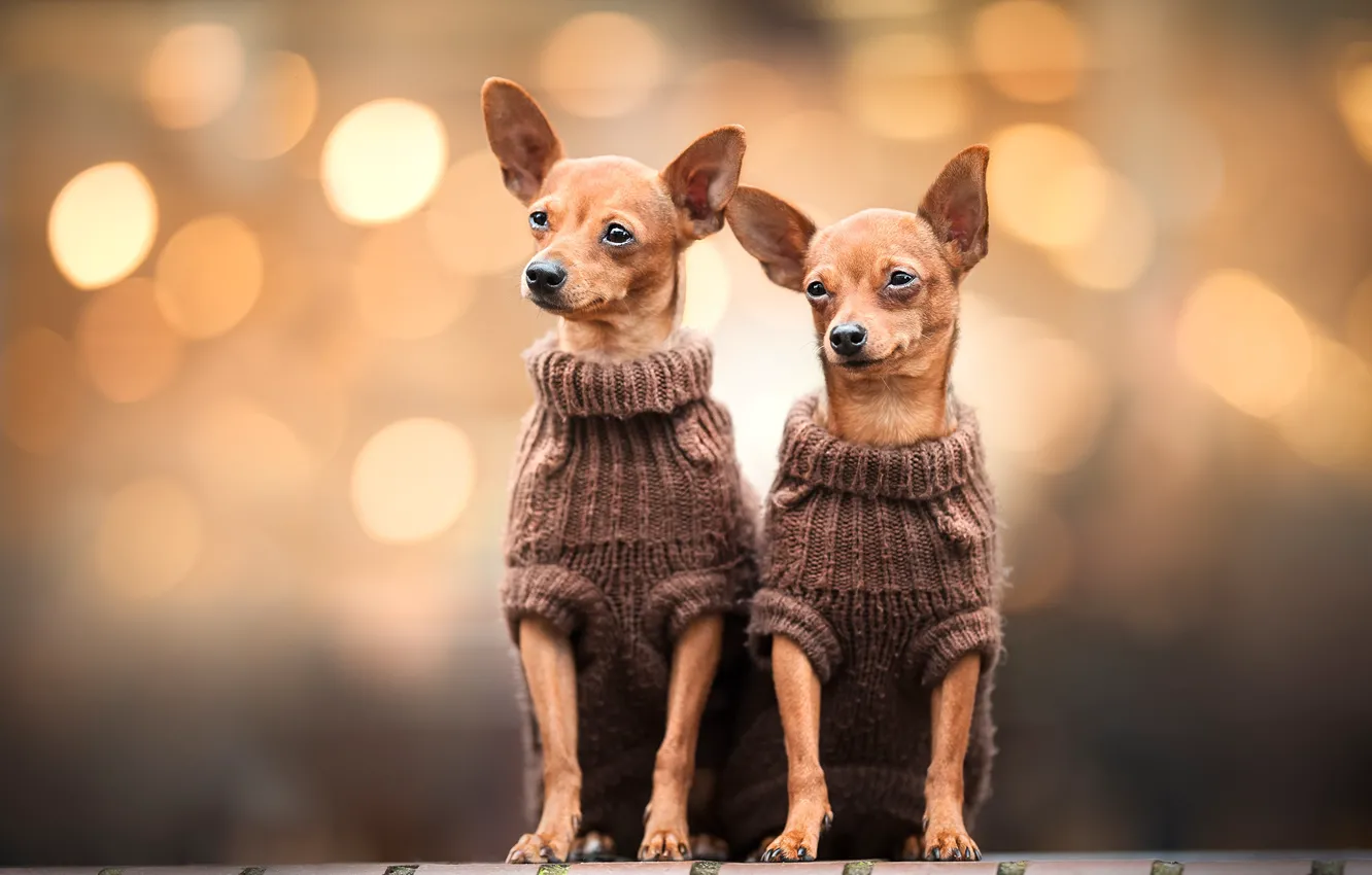 Photo wallpaper dogs, background, two, a couple, Duo, Chihuahua, dogs, bokeh