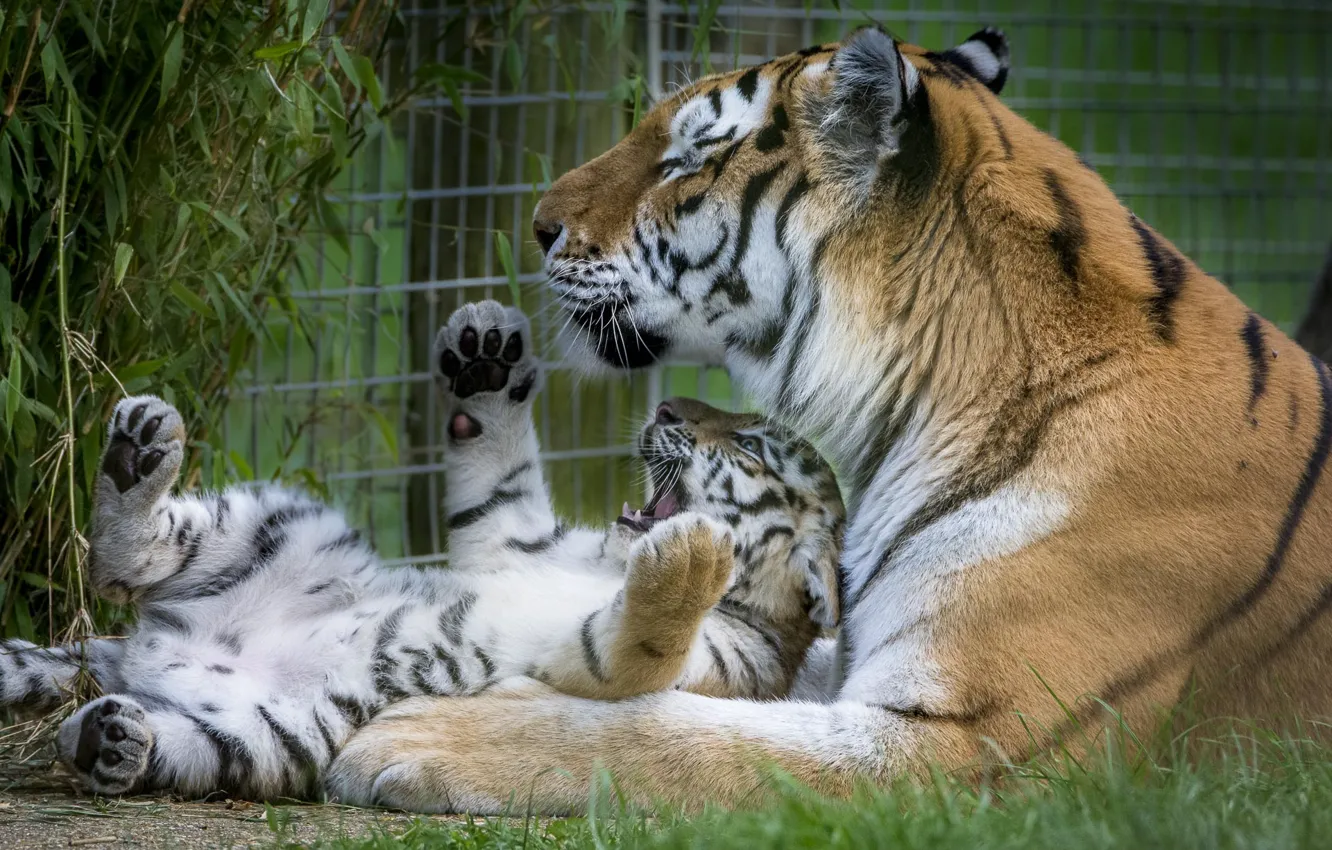Photo wallpaper tiger, zoo, tiger, big cat