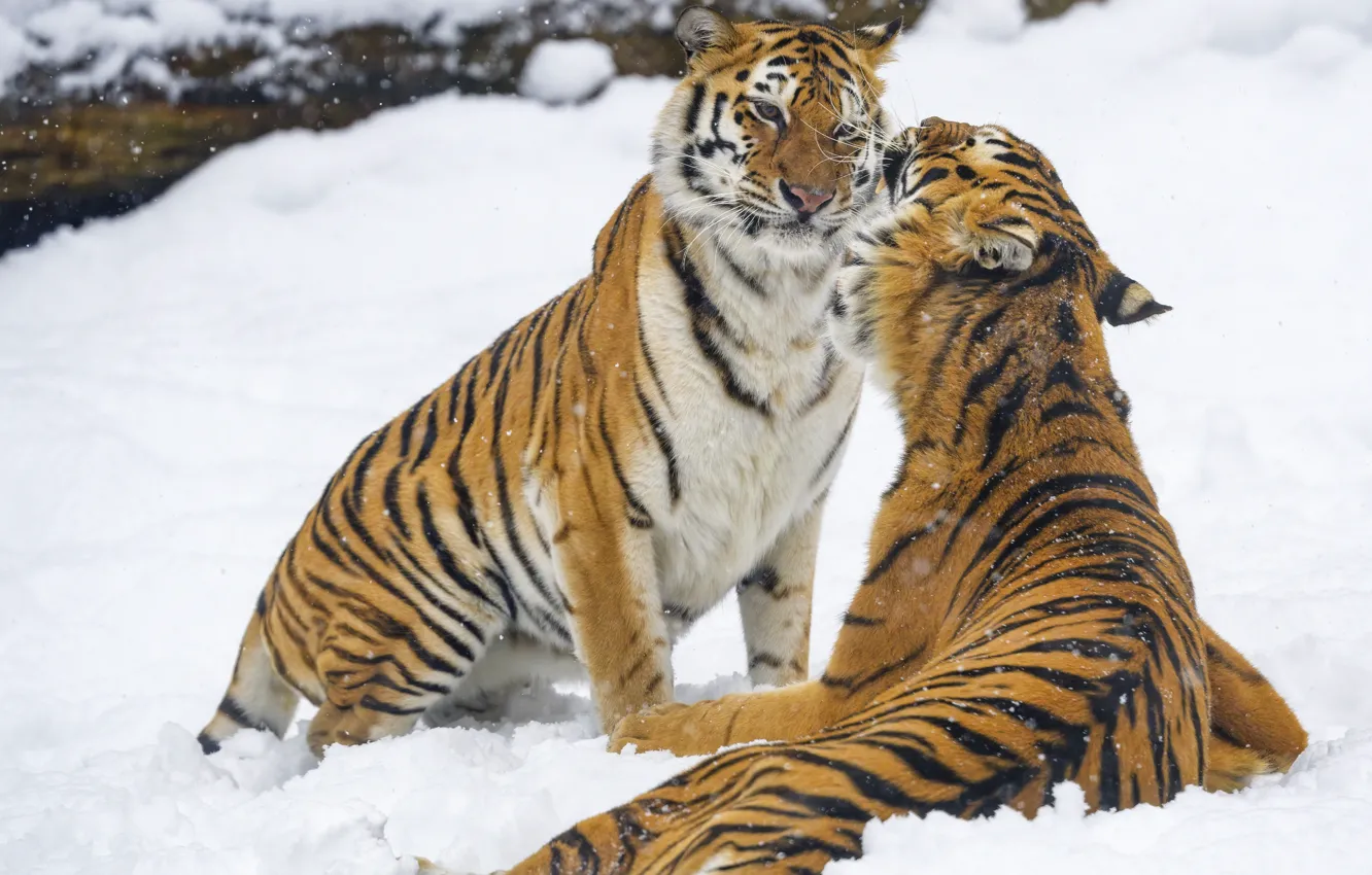 Photo wallpaper winter, snow, nature, tiger, pose, pair, the snow, sitting