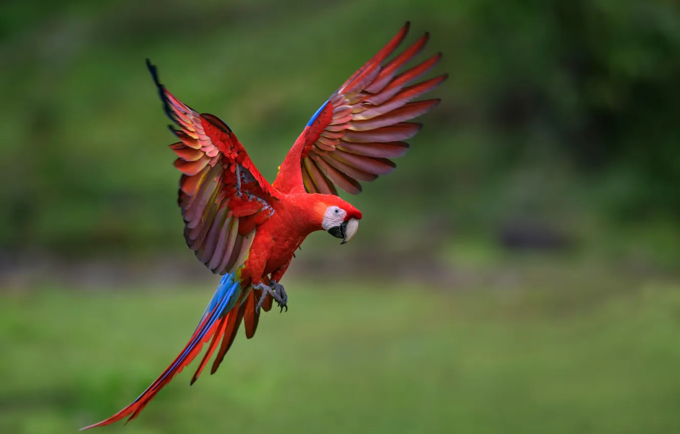 Photo wallpaper animals, beautiful, birds, ara, birdwatching, birding, avifauna