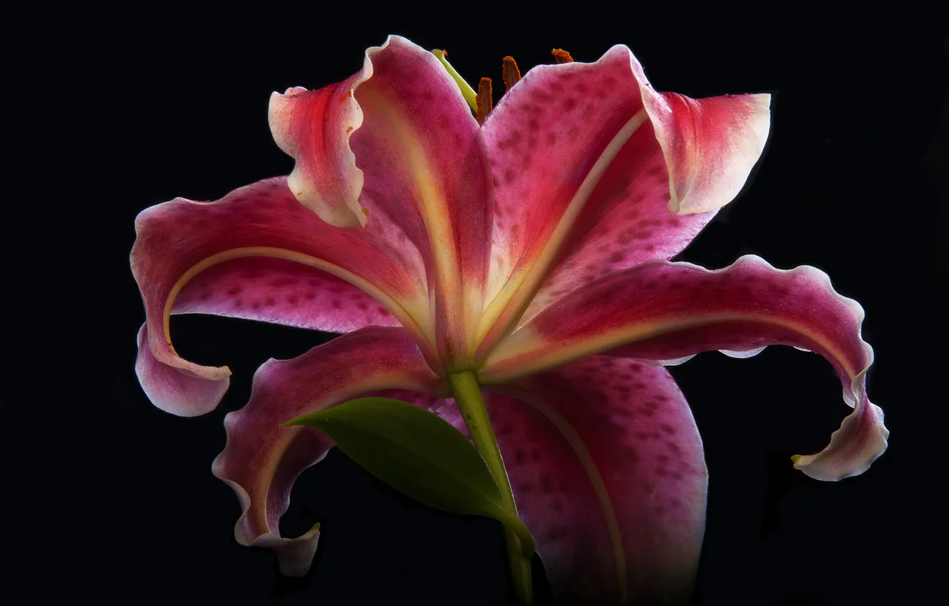 Photo wallpaper flower, background, Lily, petals