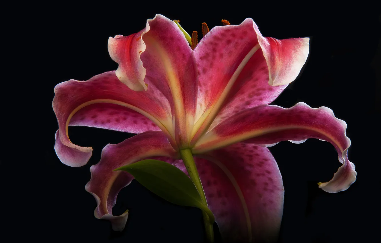 Photo wallpaper flowers, background, Lily, petals