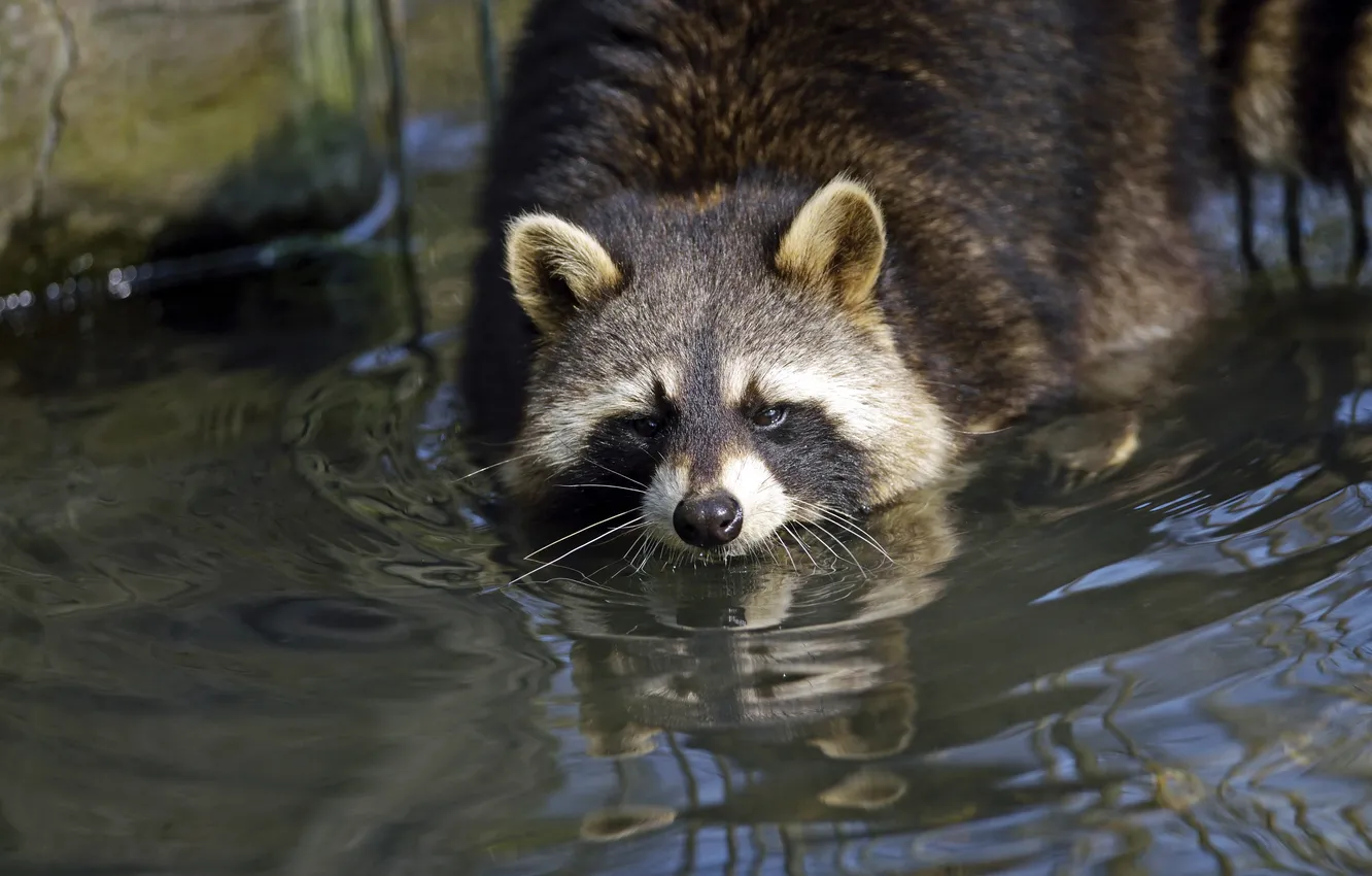 Photo wallpaper face, water, bathing, raccoon, pond