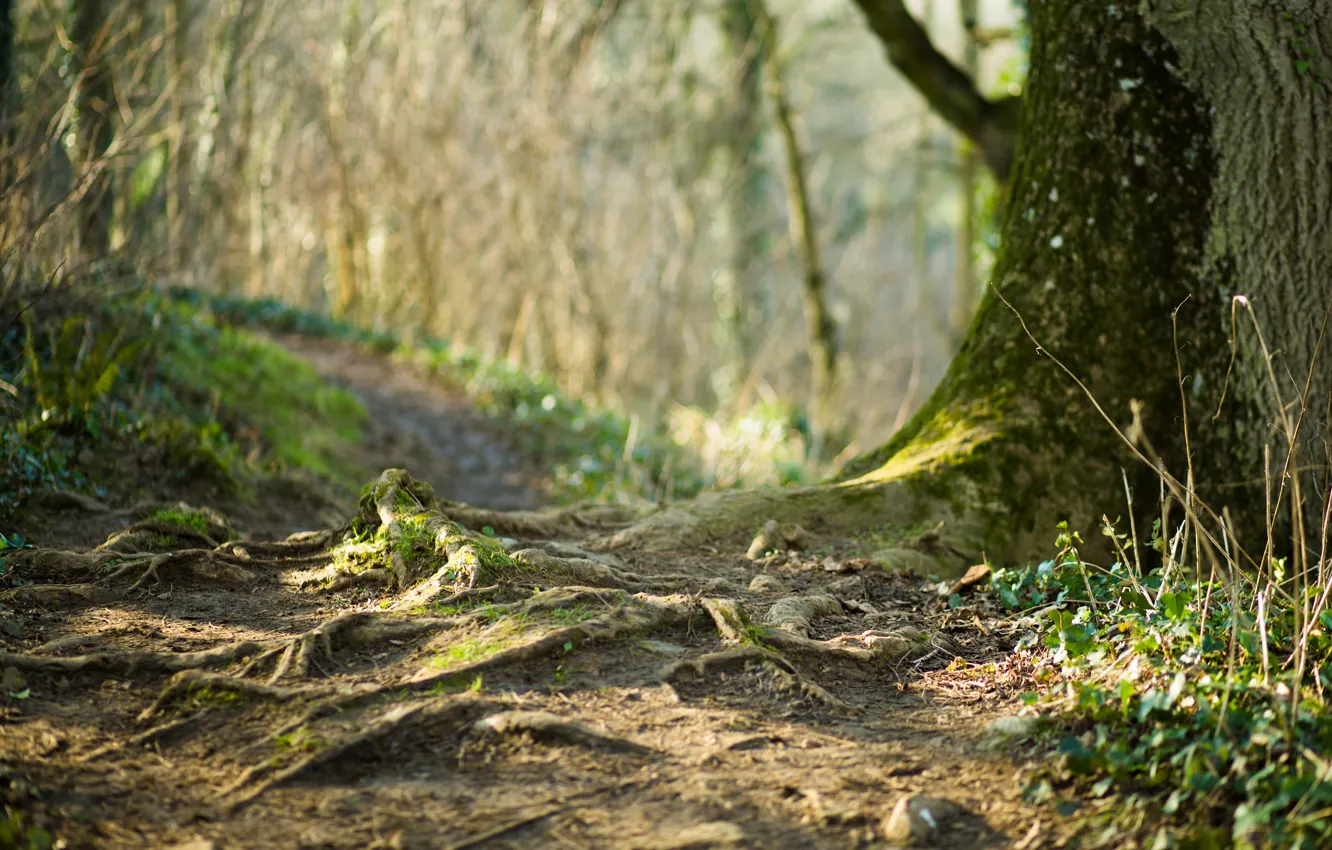 Photo wallpaper trees, roots, trail