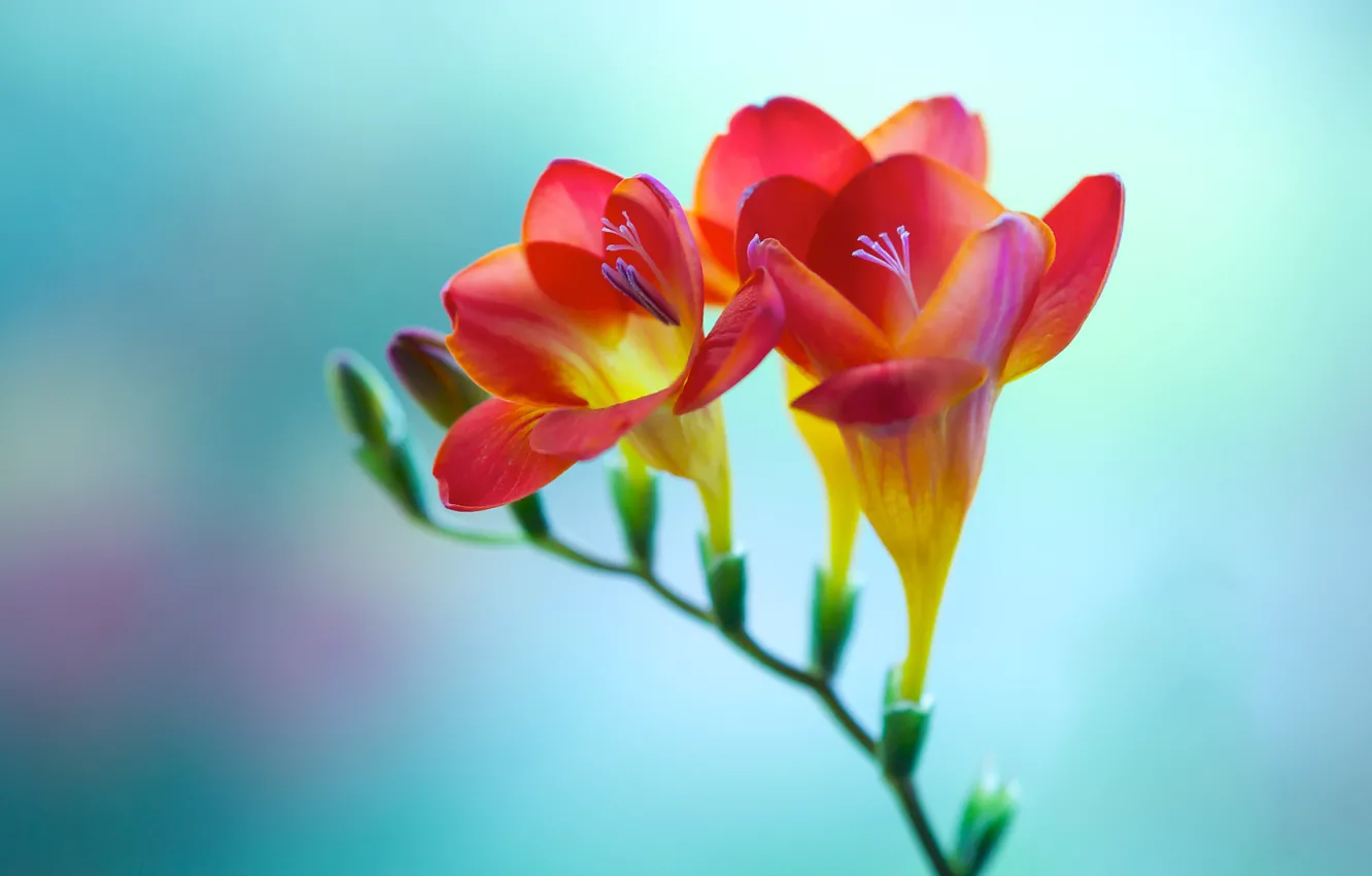 Photo wallpaper flowers, sprig, freesia