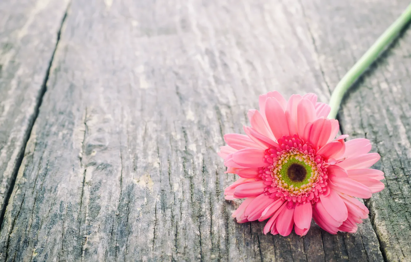 Photo wallpaper flowers, gerbera, wood, pink, flowers, spring, gerbera, tender