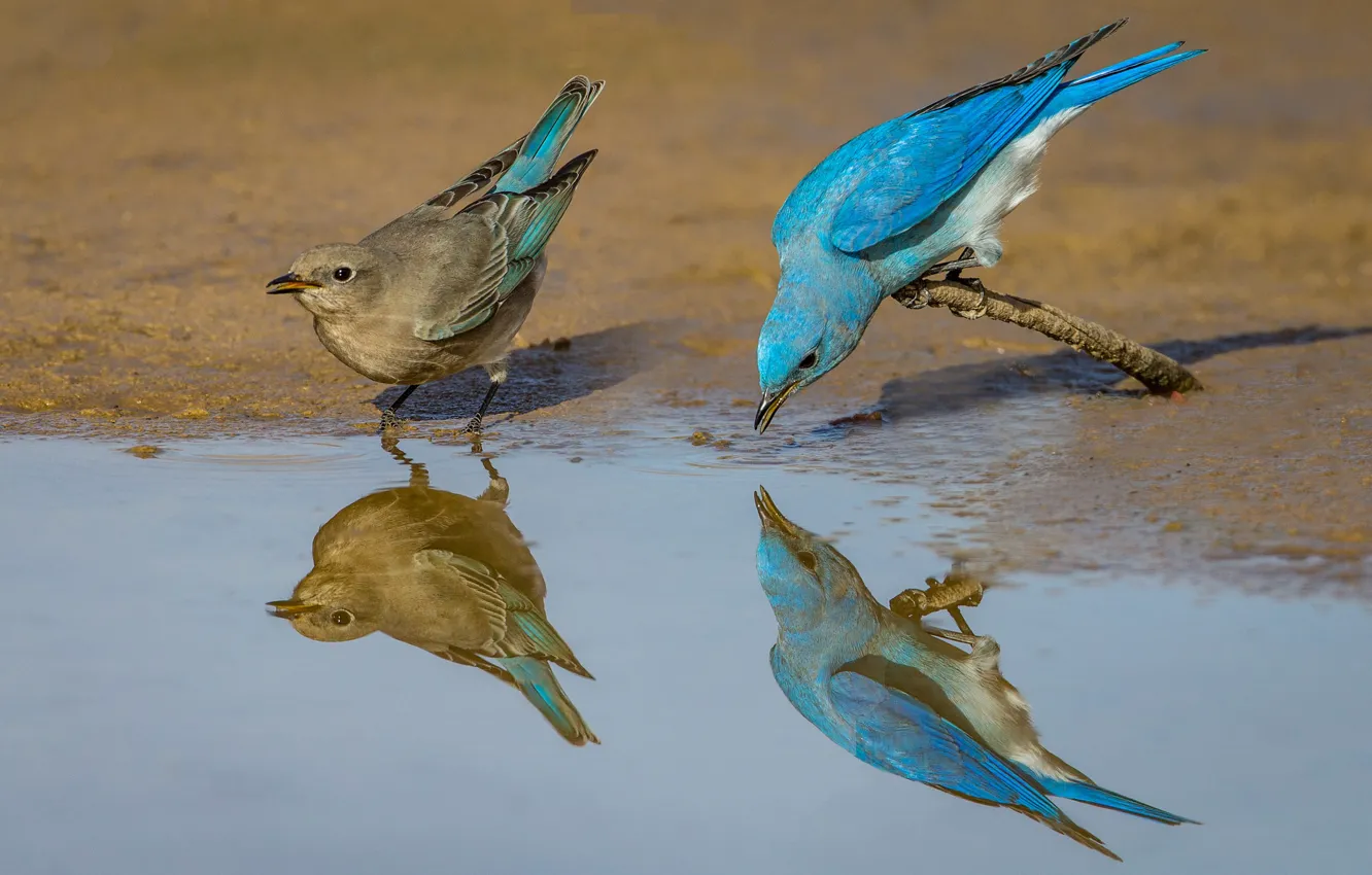 Photo wallpaper reflection, bird, feathers, pair, blue sialia