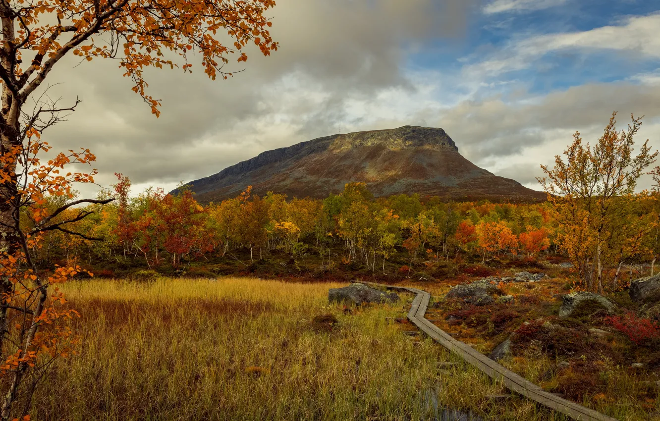 Photo wallpaper field, autumn, forest, the sky, grass, clouds, trees, mountains