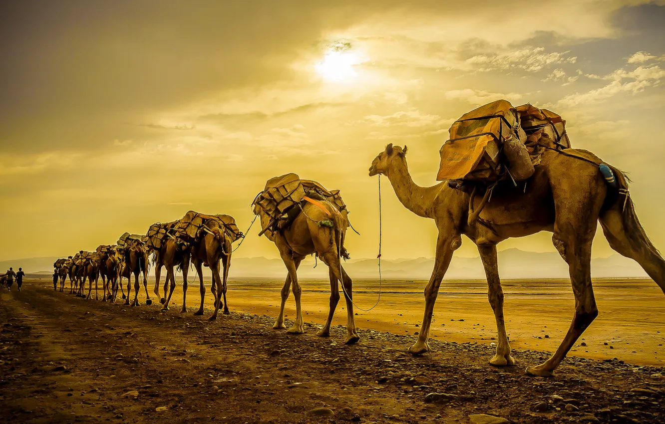 Photo wallpaper sunset, camel, caravan