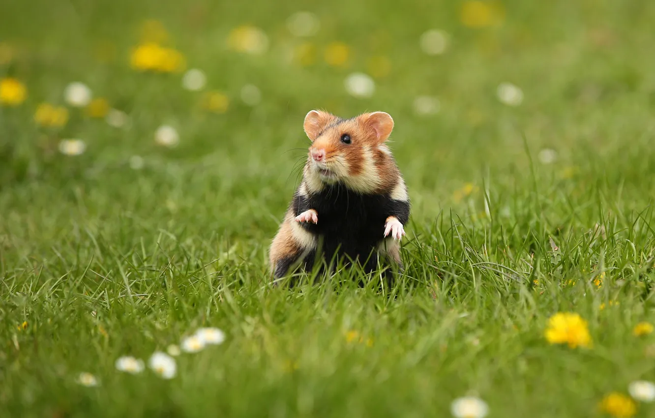 Photo wallpaper grass, pose, glade, hamster, stand, hamster