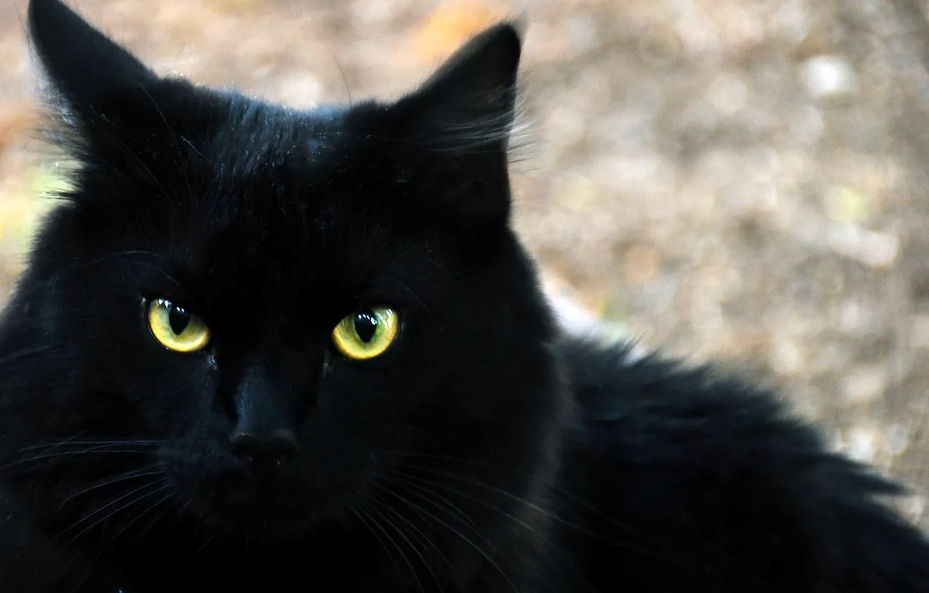 Photo wallpaper cat, look, black