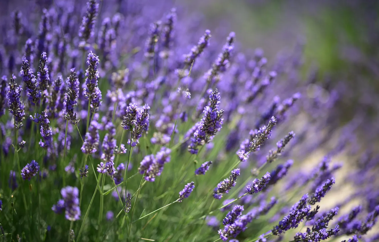 Photo wallpaper flowering, lavender, bokeh