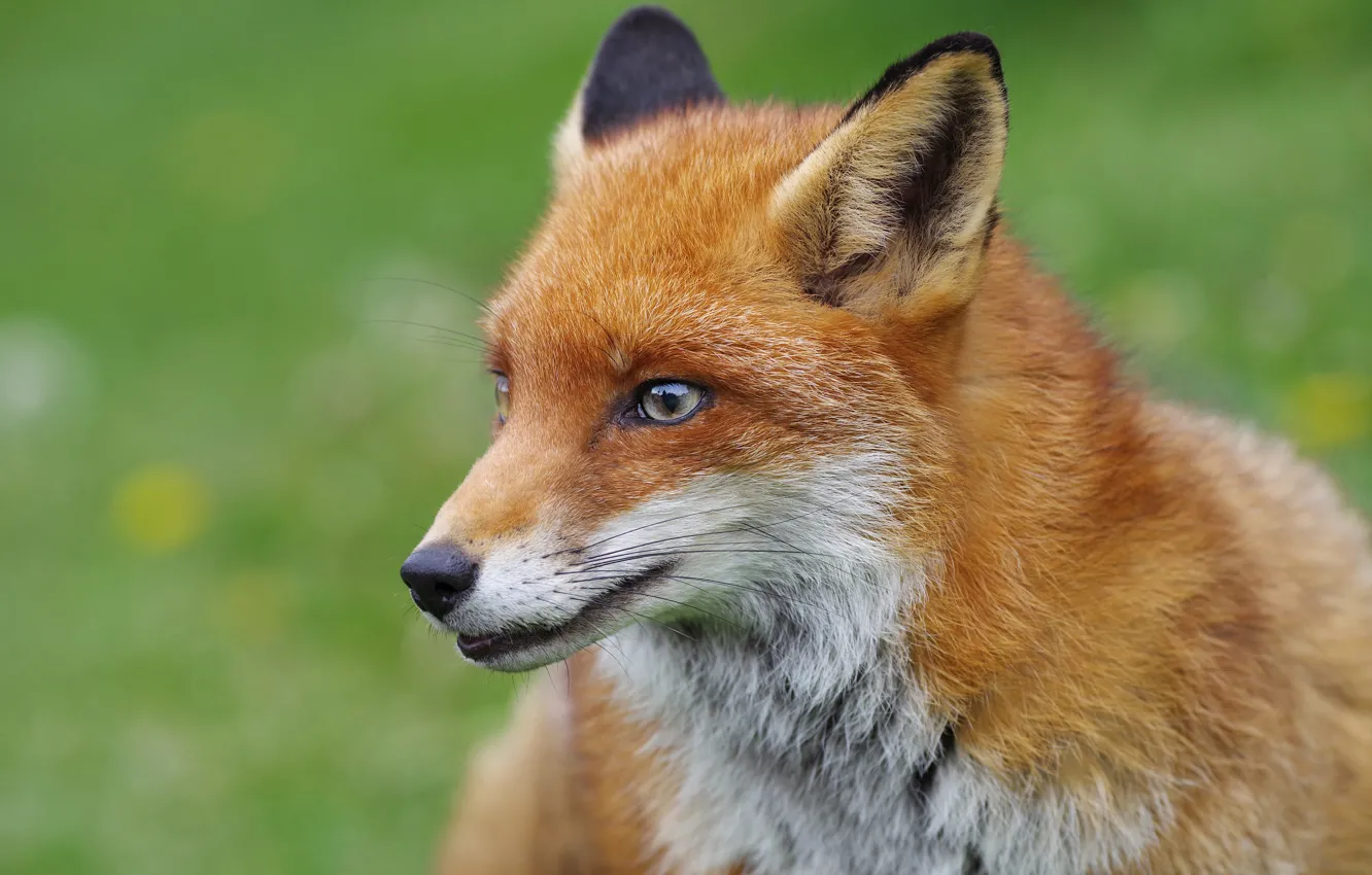Photo wallpaper look, portrait, Fox