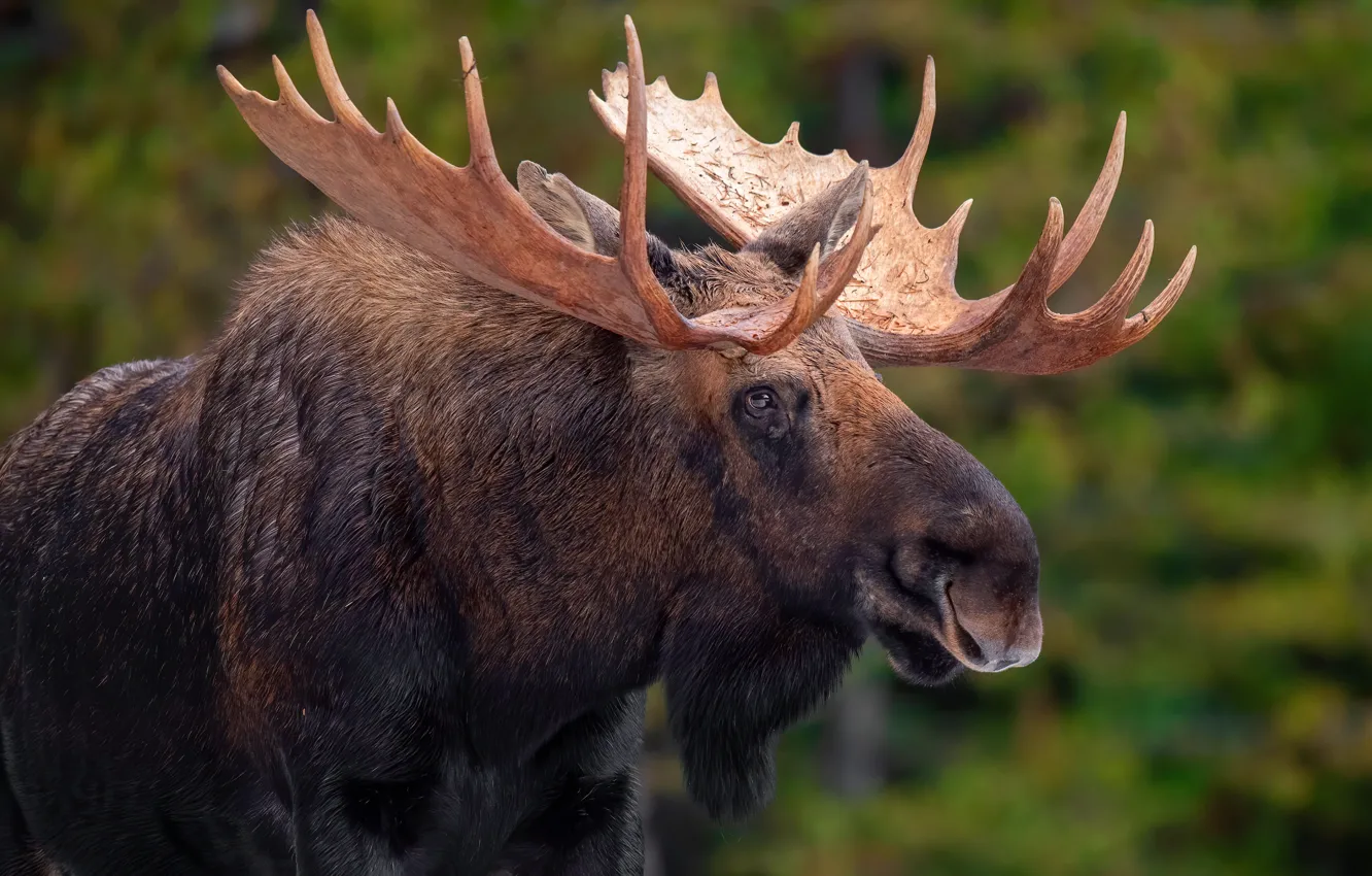 Photo wallpaper look, face, nature, portrait, horns, moose