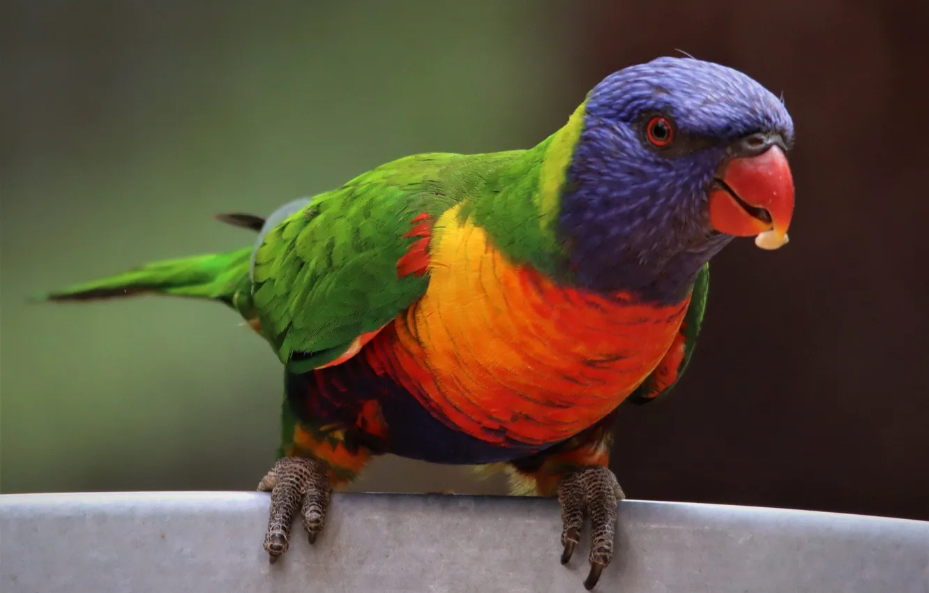 Photo wallpaper bird, food, observation, multicolor lorikeet